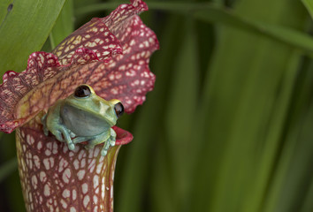 Fototapeta premium Maroon Eyed Tree Frog on Red Pitcher Plant