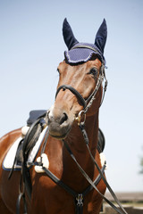 Head shot of a sportive jumping horse