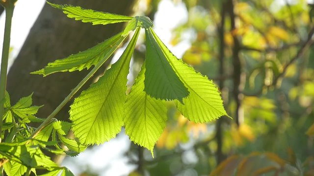 Green leaves large chestnut trees stagger by the wind sunny day, summer, spring