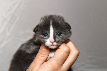 15 days old Maine Coon kitten