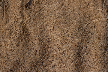 coconut fiber