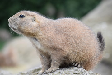 Prairie Dog