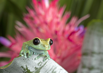 Maroon Eyed Tree Frog with red bromeliad bloom