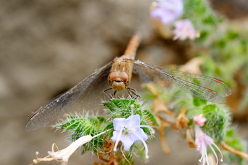 dragonfly outdoor