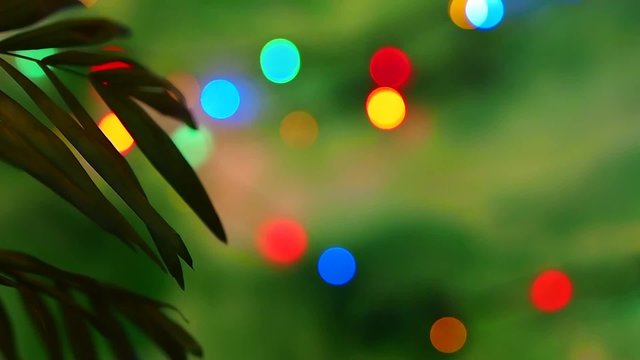Palm leaf on colorful bokeh abstract background