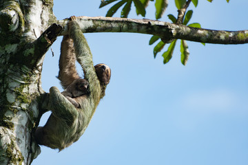 Mother three toed sloth hanging from a tree branch with baby clinging to her