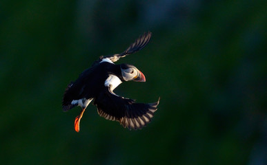 puffin flying (fratercula arctica)
