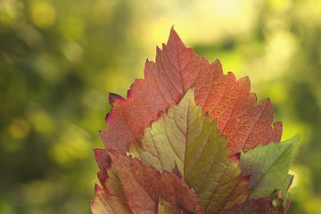 colorful autumn leaves
