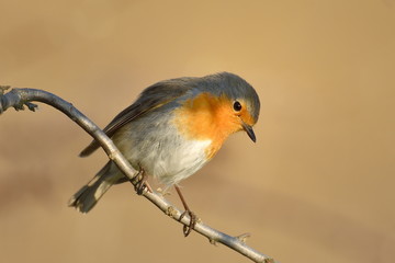 european robin (Erithacus Rubecula)