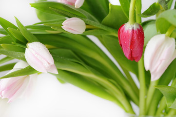 Bouquet of beautiful, delicate, beautiful colors of tulips.