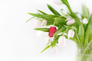 Fototapeta na wymiar Bouquet of beautiful, delicate, beautiful colors of tulips.