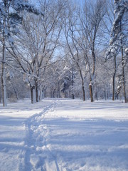 Winter landscape in park with trail of steps in the snow among snowy trees