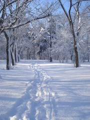Winter landscape in park with trail of steps in the snow among snowy trees