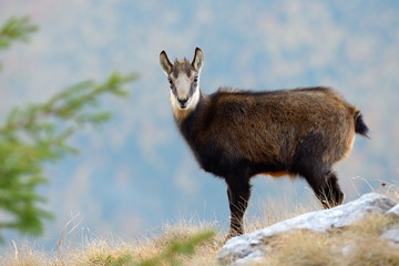 chamois (rupicapra rupicapra)