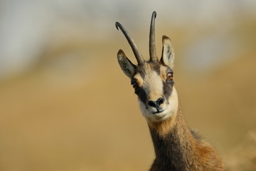 chamois (rupicapra rupicapra)