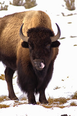 American Bison, Licking like it just Don't Matter. Montana Wilderness