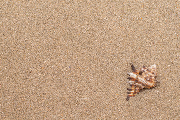 Sea shells with sand as background. Summer beach. Selective focus. 