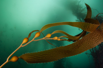 Giant Kelp Growing Underwater