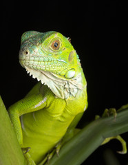 Green Iguana in Rainforest