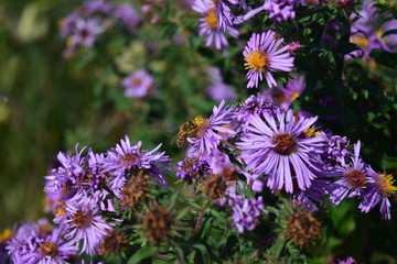 Obraz premium Honeybee Harvesting