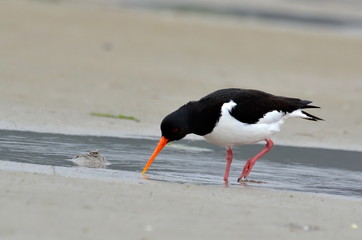 Eurasian Oystercatcher (Haematopus ostralegus)