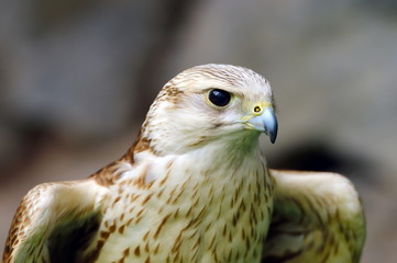 saker falcon portrait (Falco cherrug)