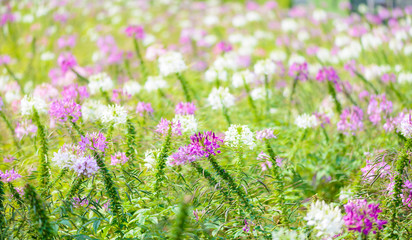 Pink And White Spider flower(Cleome hassleriana)