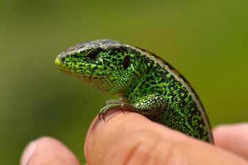 lizard outdoor (lacerta viridis)