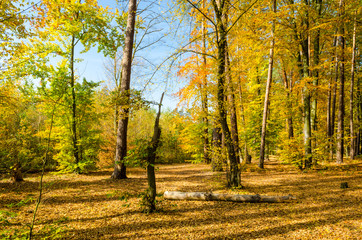 Fototapeta premium Forest lane in autumn colors