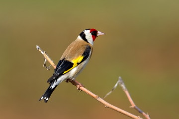 goldfinch (carduelis carduelis)