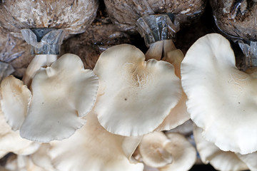 abalone mushroom in nursery bag