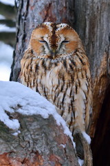  tawny owl or brown owl (Strix aluco)