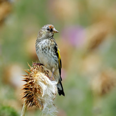 goldfinch (carduelis carduelis)