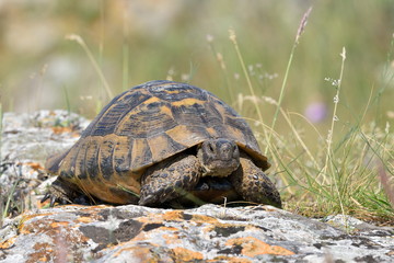 turtle in the grass