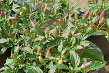 ornamental pepper small colorful chili