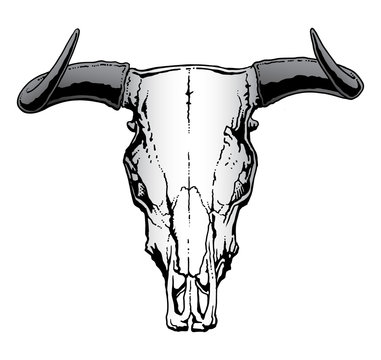 Western Bull Skull is an illustration of a bull or steer skull often used to represent a United States western or cowboy theme.