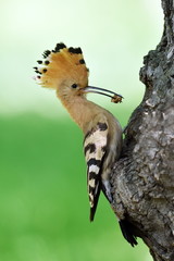 Obraz premium hoopoe bird in natural habitat (upupa epops)