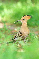 hoopoe bird in natural habitat (upupa epops)