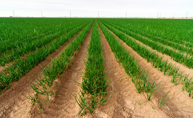Fototapeta na wymiar Farmer's Field Green Onions California Agriculture Food Grower