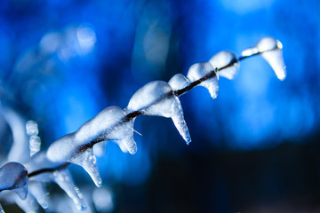 winter background - frozen icy twig mysterious background. Very shallow depth of field