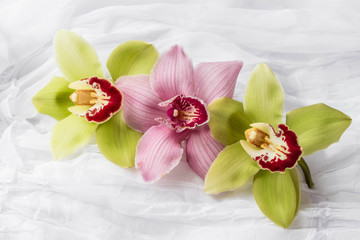 Naklejka na ściany i meble Pink and green orchids - white background