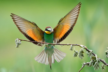 european bee-eater (Merops Apiaster) outdoor