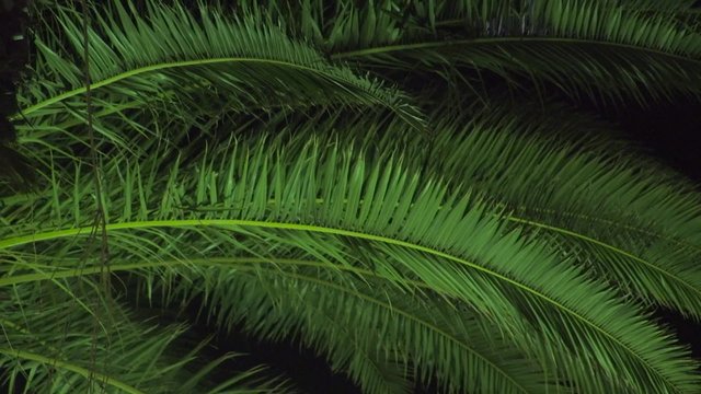 Palm tree at night