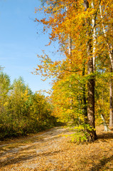road in autumn forest. Beautiful landscape
