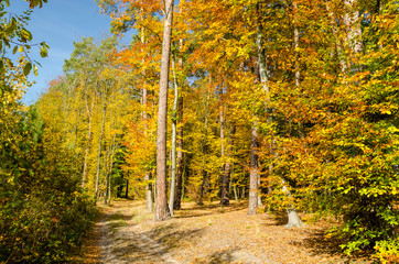 Fototapeta na wymiar road in autumn forest. Beautiful landscape