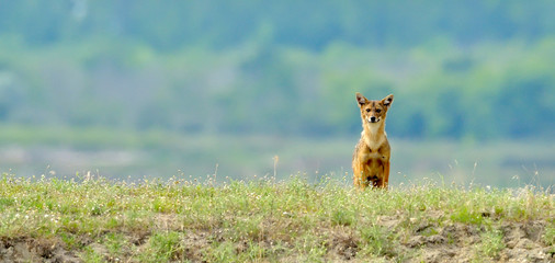 Coyote (Canis latrans)