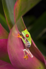 Baby Red Eyed Tree Frog 