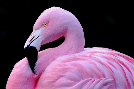 Fototapeta Chilean Flamingo