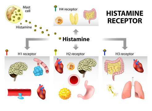 Histamine Receptor