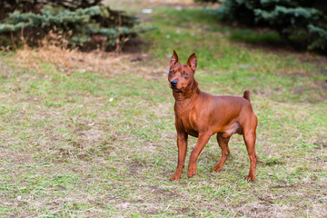 Miniature Pinscher goes.    The Miniature Pinscher is in the park.